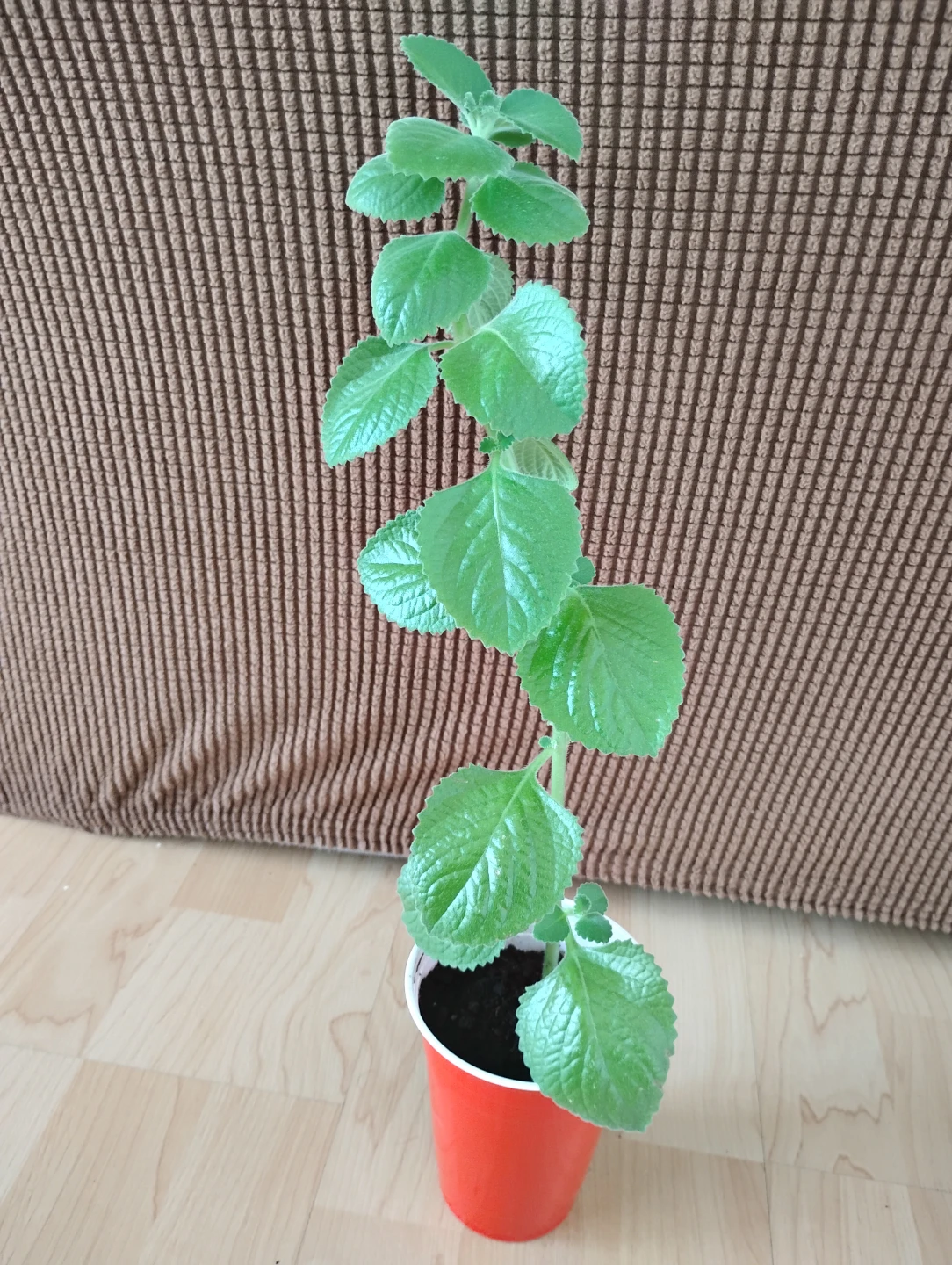 Mexican Mint