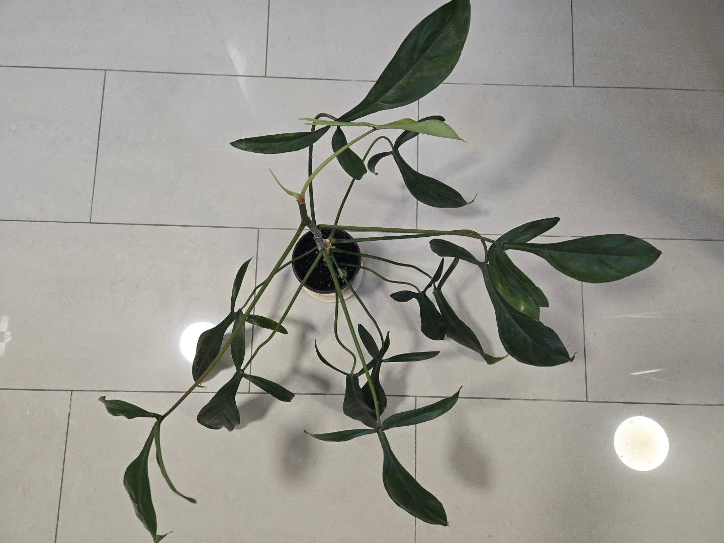 Philodendron 69686 in 4.3"pot - photo 3