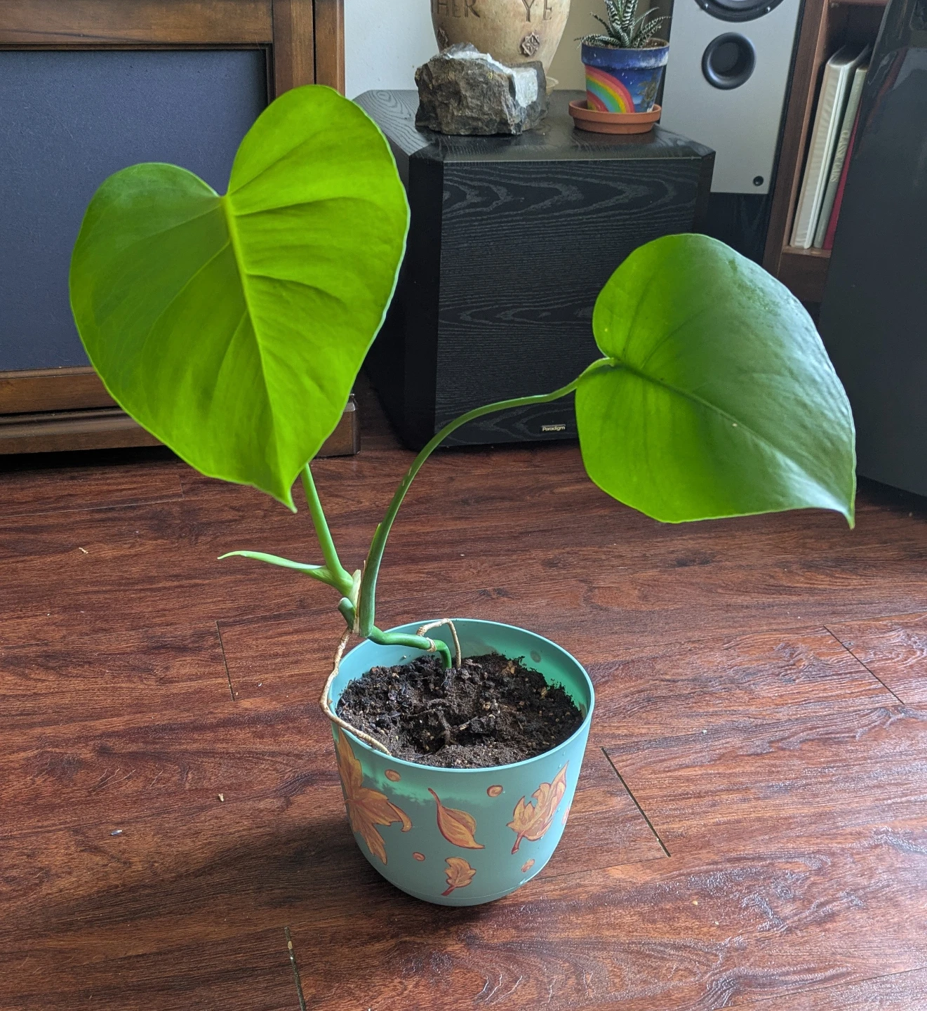 3 Monstera Babies with Decorative Pots - photo 3