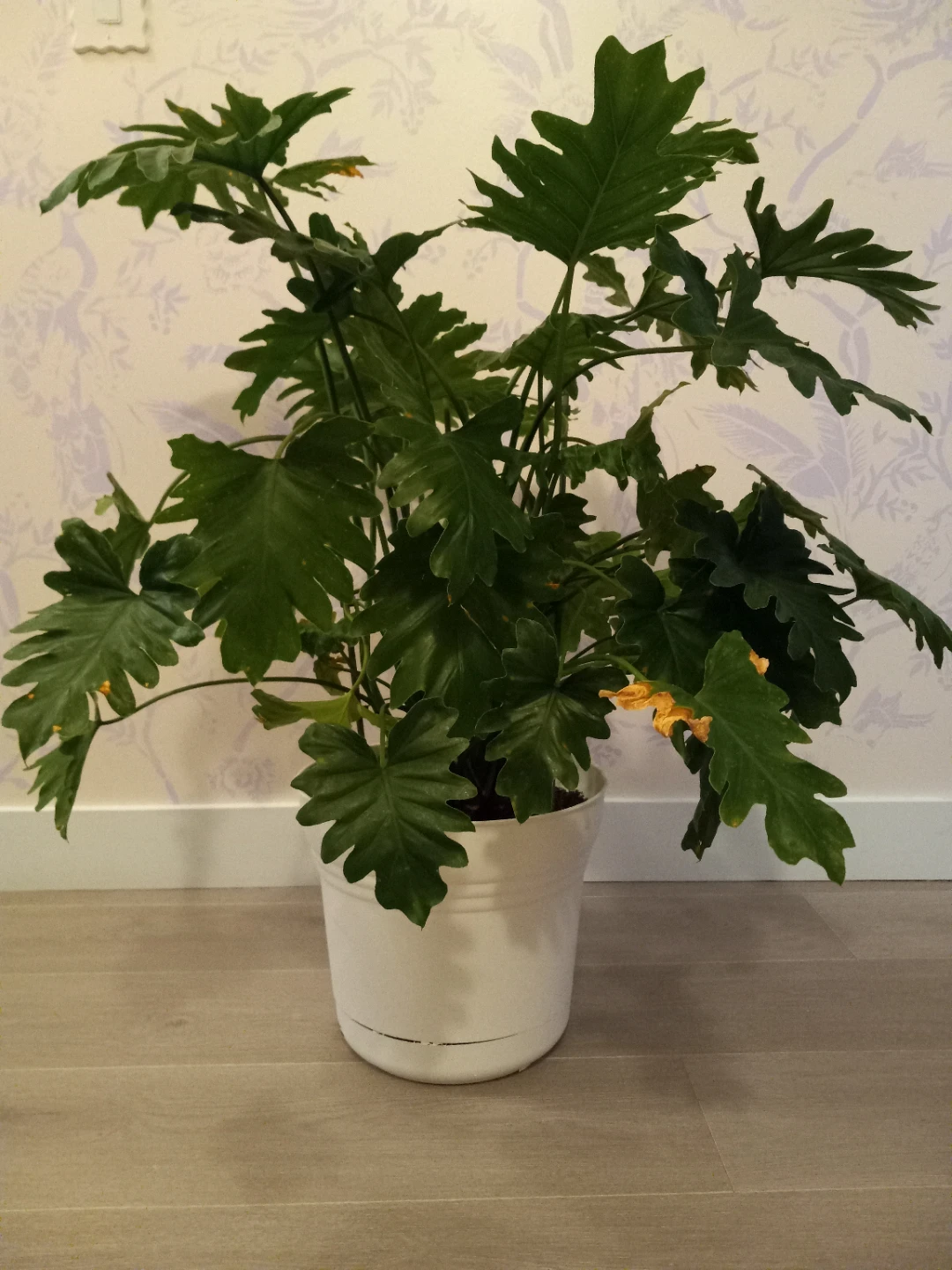 Phylodendron shangri-la (3- feet tall)