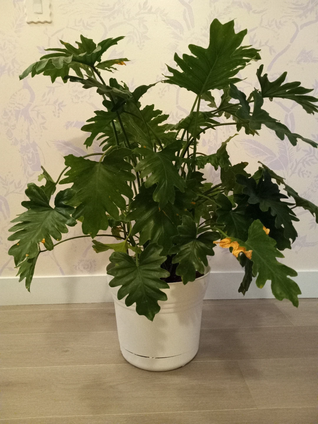 Phylodendron shangri-la (3- feet tall) - photo 2
