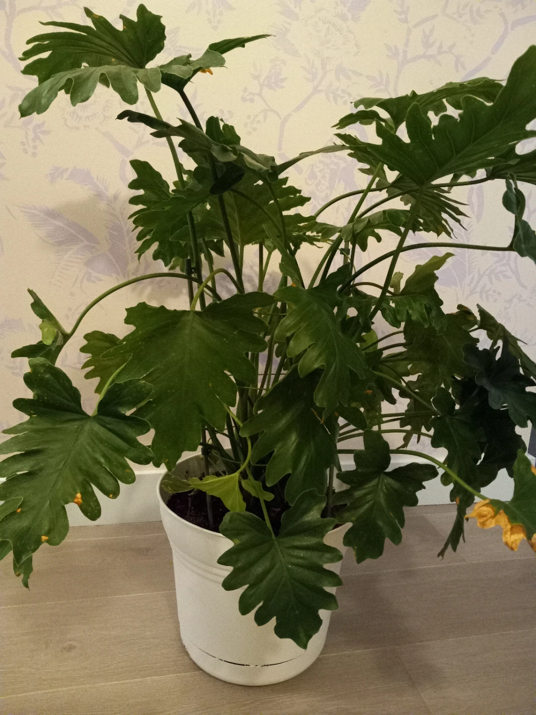 Phylodendron shangri-la (3- feet tall) - photo 4