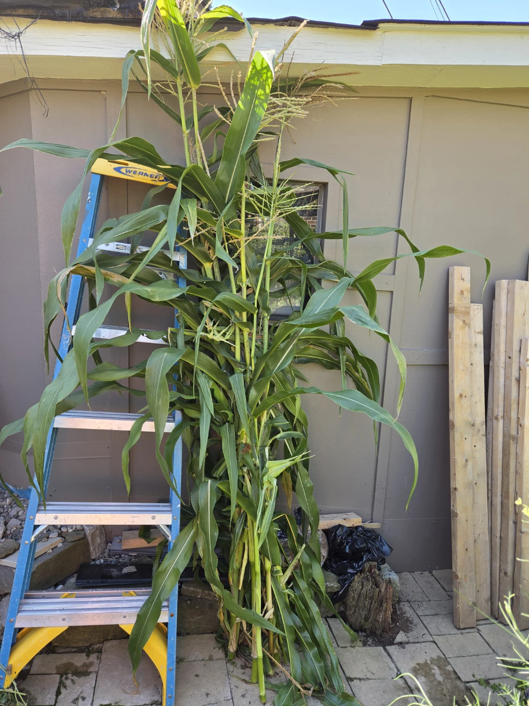 Corn stalks