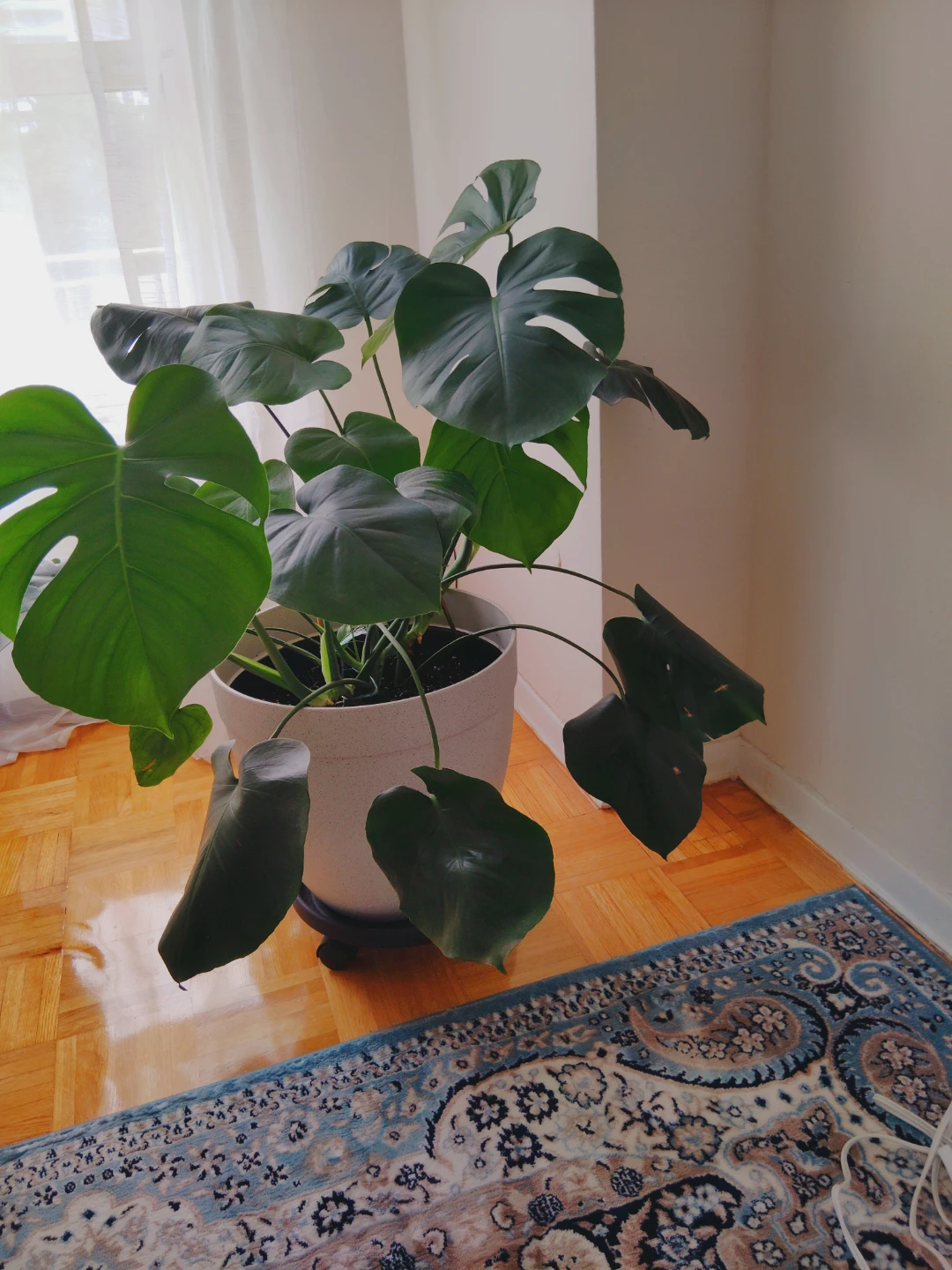 XL Monstera Deliciosa Plant in Pot with Vase