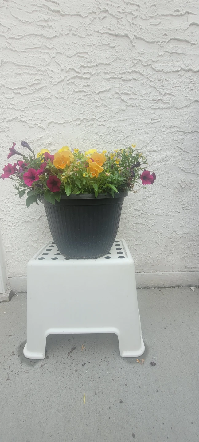 Mixed flowers pot
