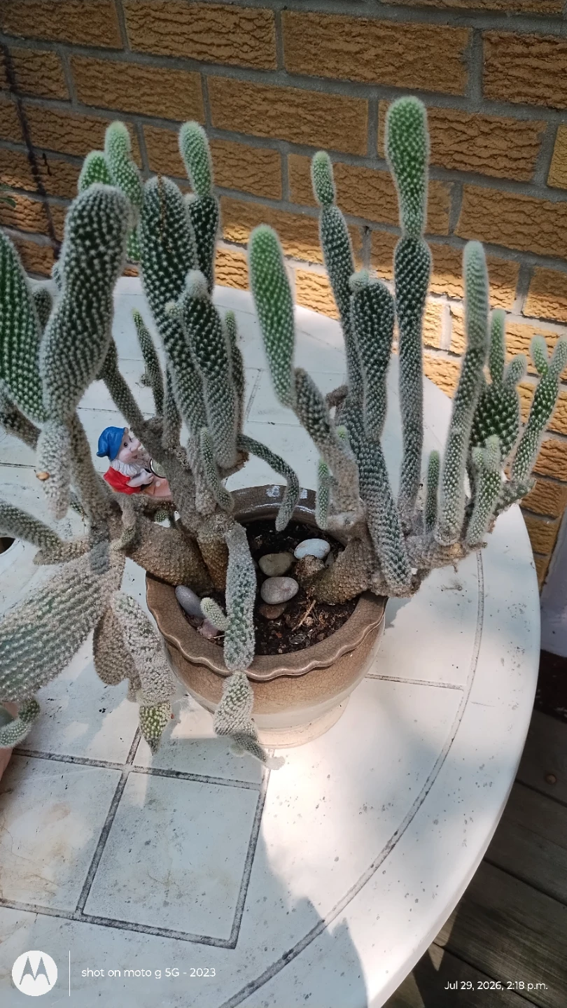 Bunny Ear Cactus in Pot - photo 2