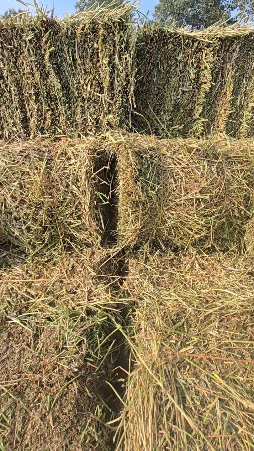 SMALL SQUARE ALFALFA SOME MIX. - photo 3