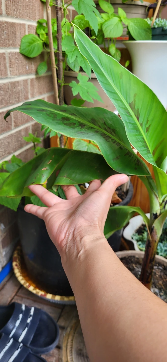 Small Banana Plant - photo 5