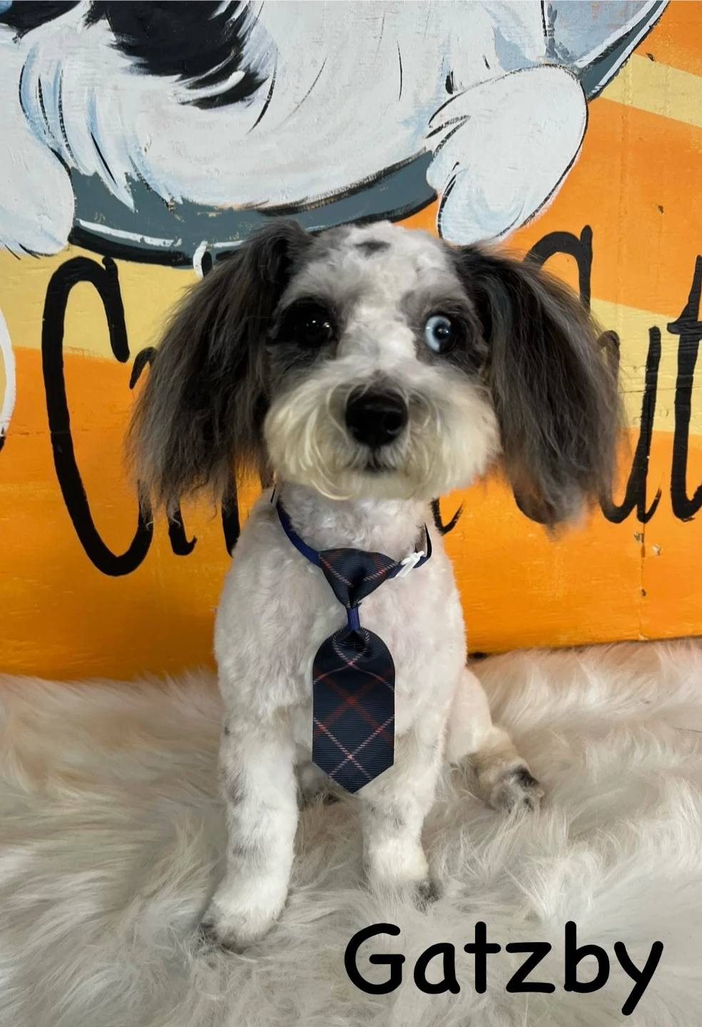Gatsby the dog - photo 3