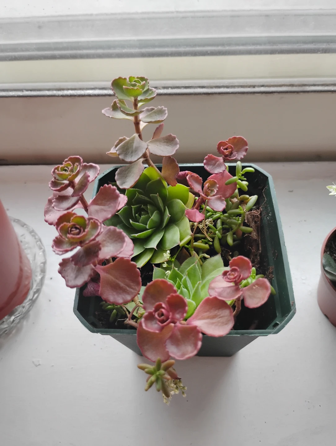 Succulent Arrangement - photo 2