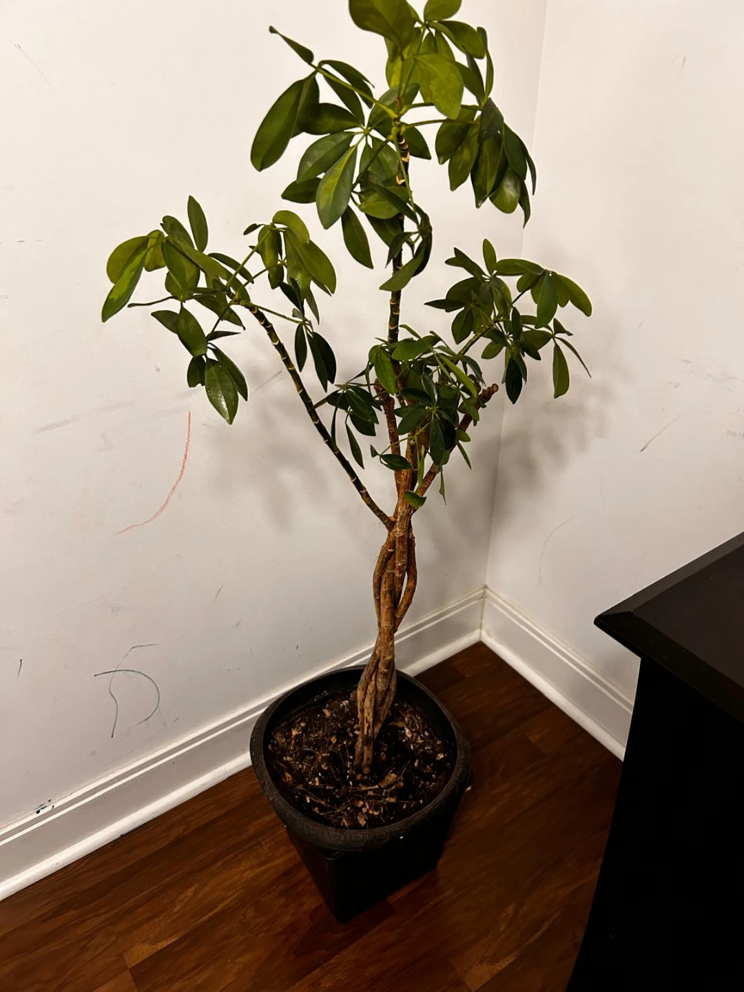 Potted Schefflera Plant