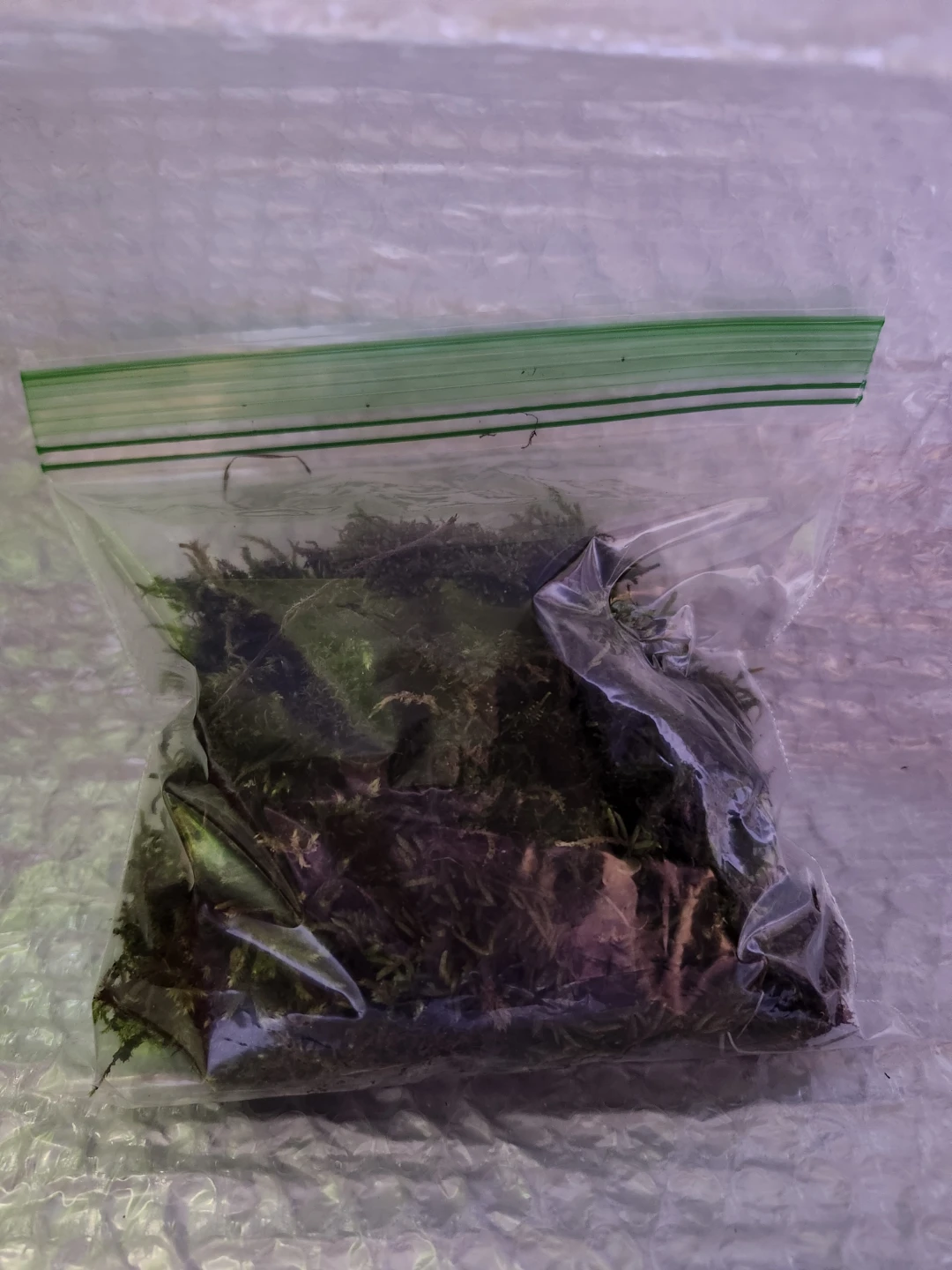 Live Terrarium Moss Mix - photo 3