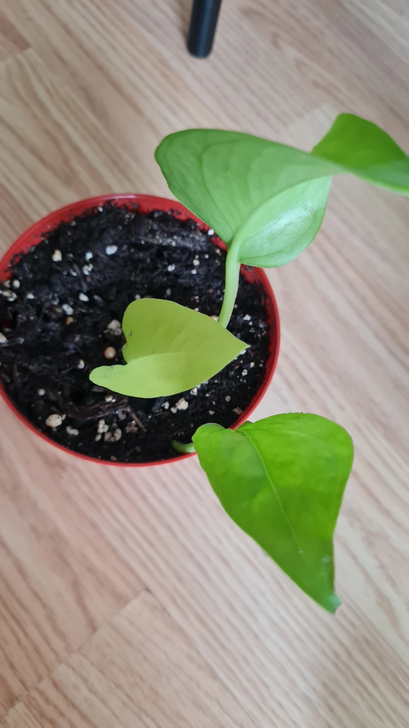 Healthy Rooted Neon Pothos Starter Plant!