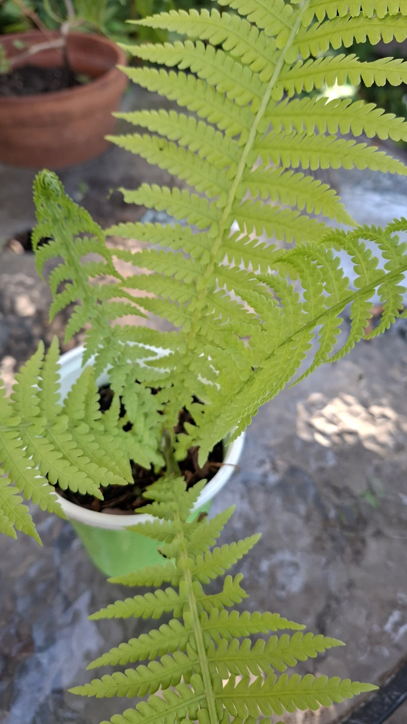 🌿 Beautiful Hardy Fern Plant for Sale 🌿 - photo 3