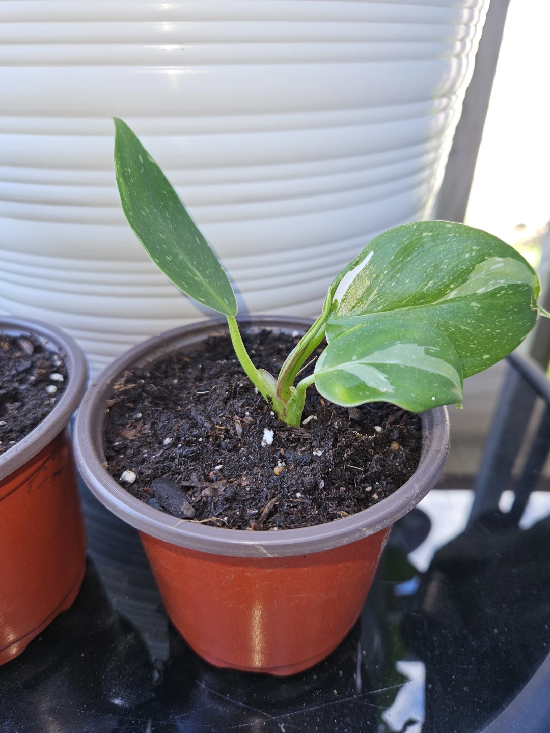 🪴 House Plants 🪴 - photo 5