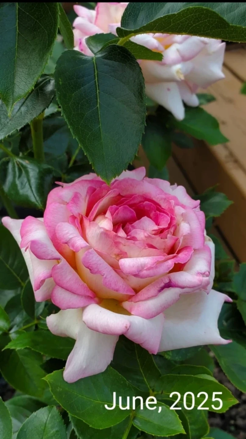 Cherry Parfait, Grandiflora Rose - photo 3