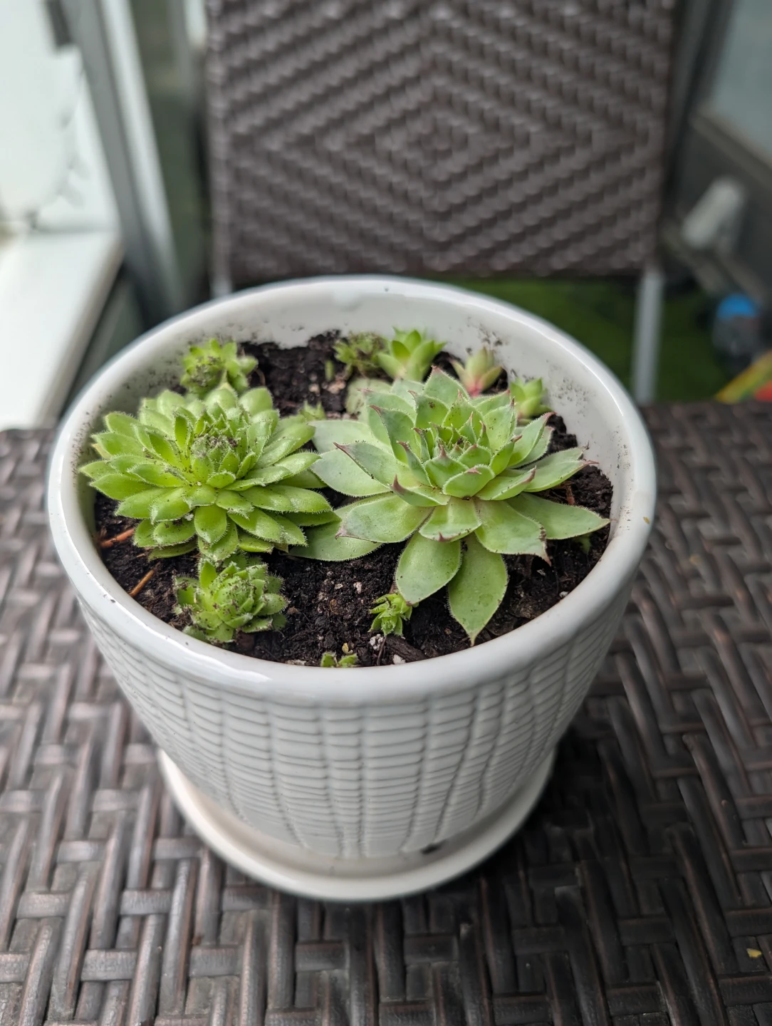 Succulent Potted Plant