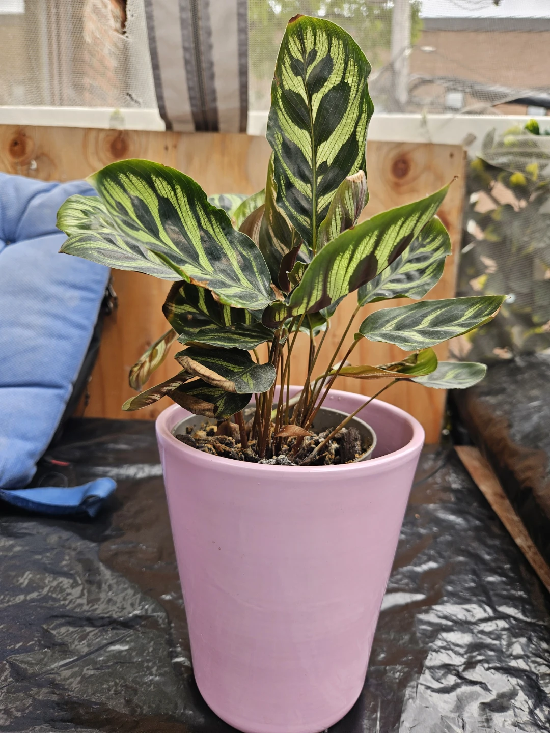Plant Lot - Orchid, Calathea, Cactus, Monstera Adansonii - photo 4