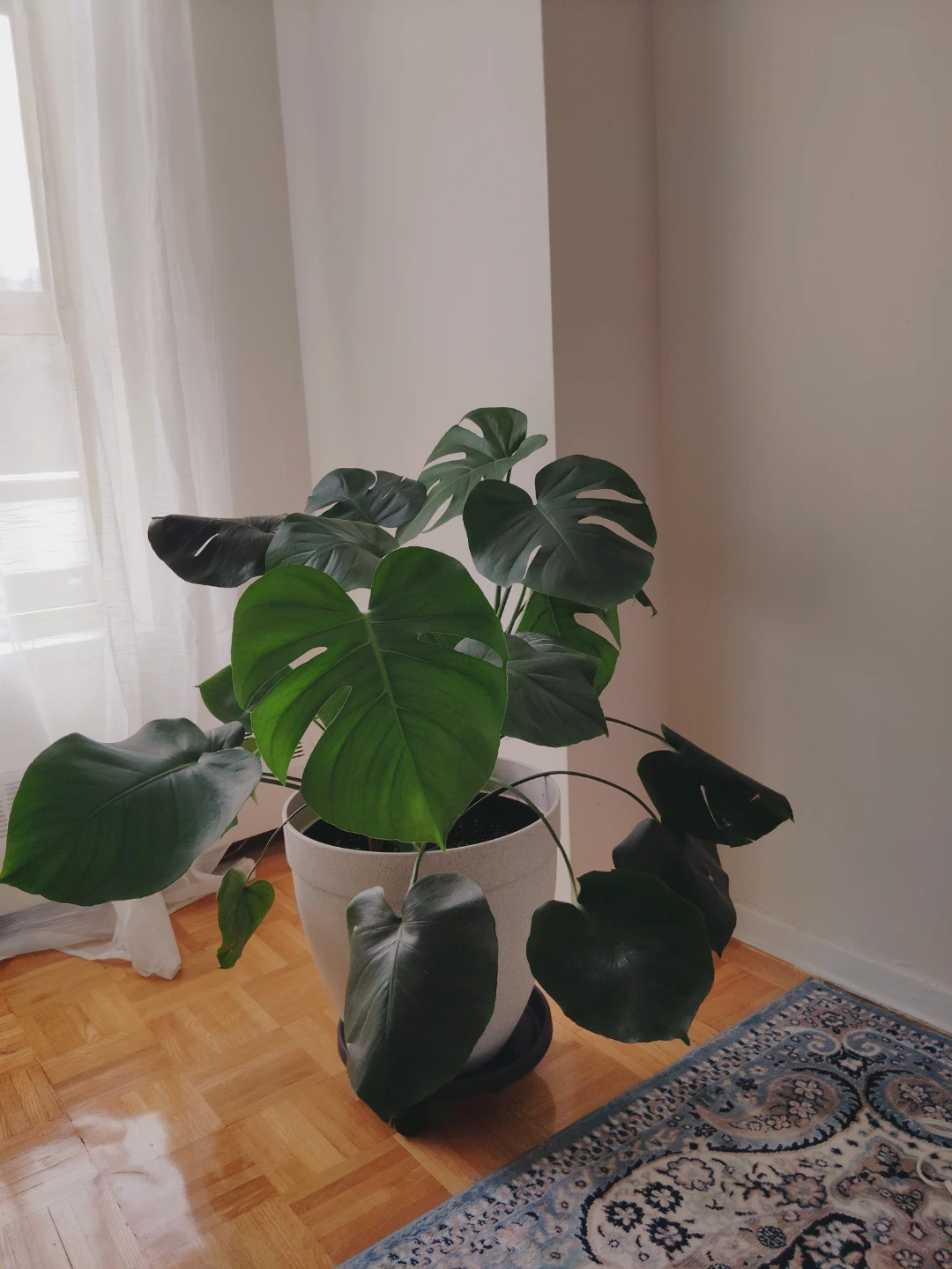 XL Monstera Deliciosa Plant in Pot with Vase - photo 4