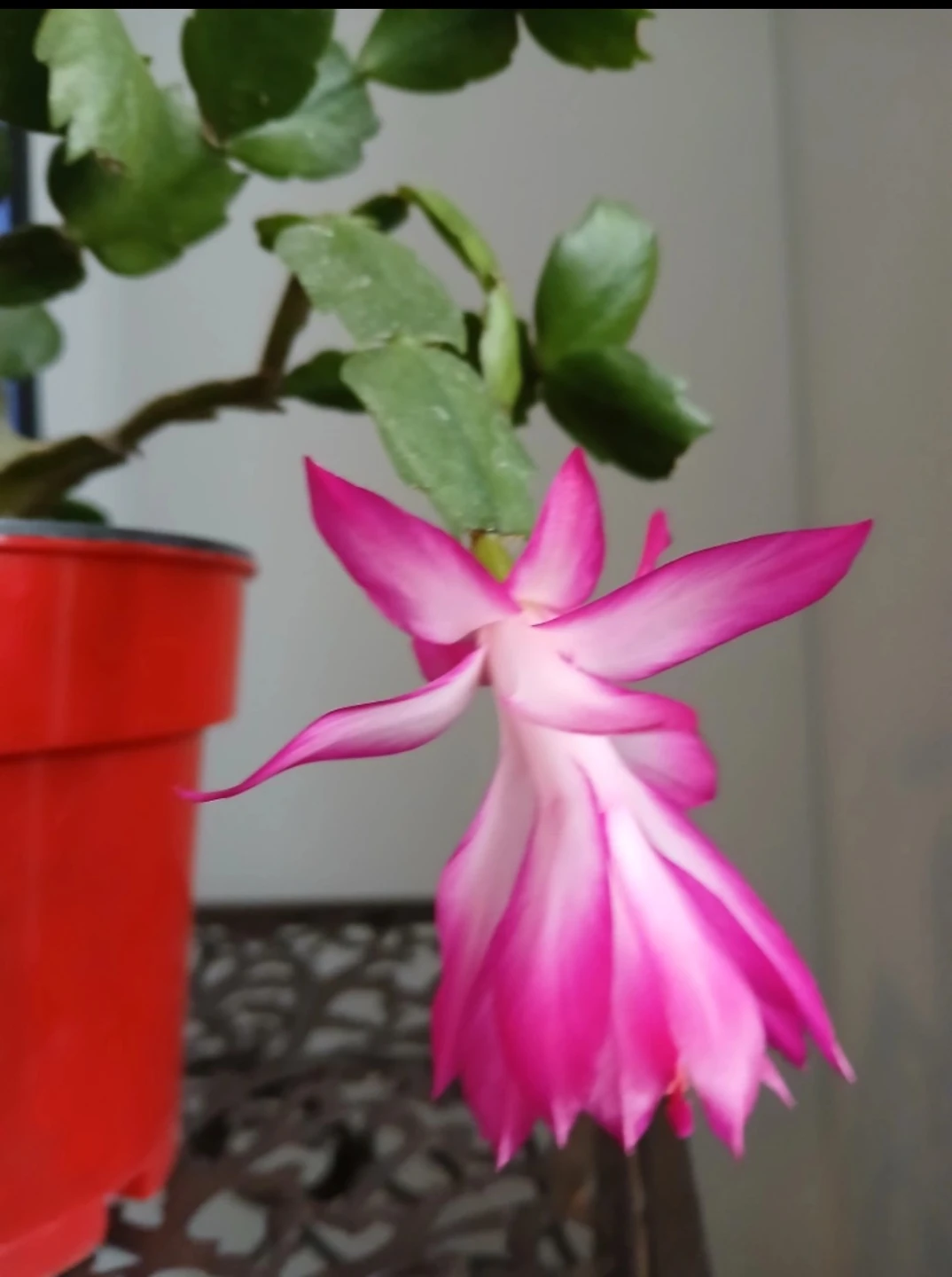 Christmas Cactus Plant in 6" Pot. Fixed price. - photo 2