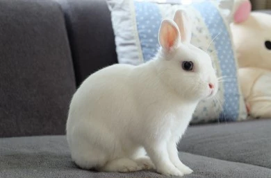 Large Rabbit Cage with Accessories - photo 3