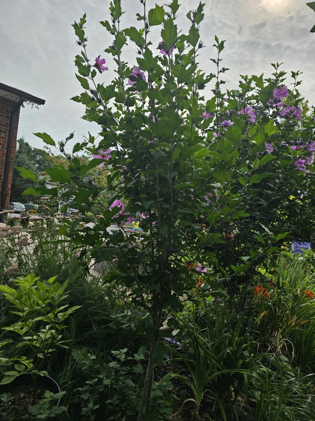 Pls check location below: Rose of Sharon Tree - photo 2