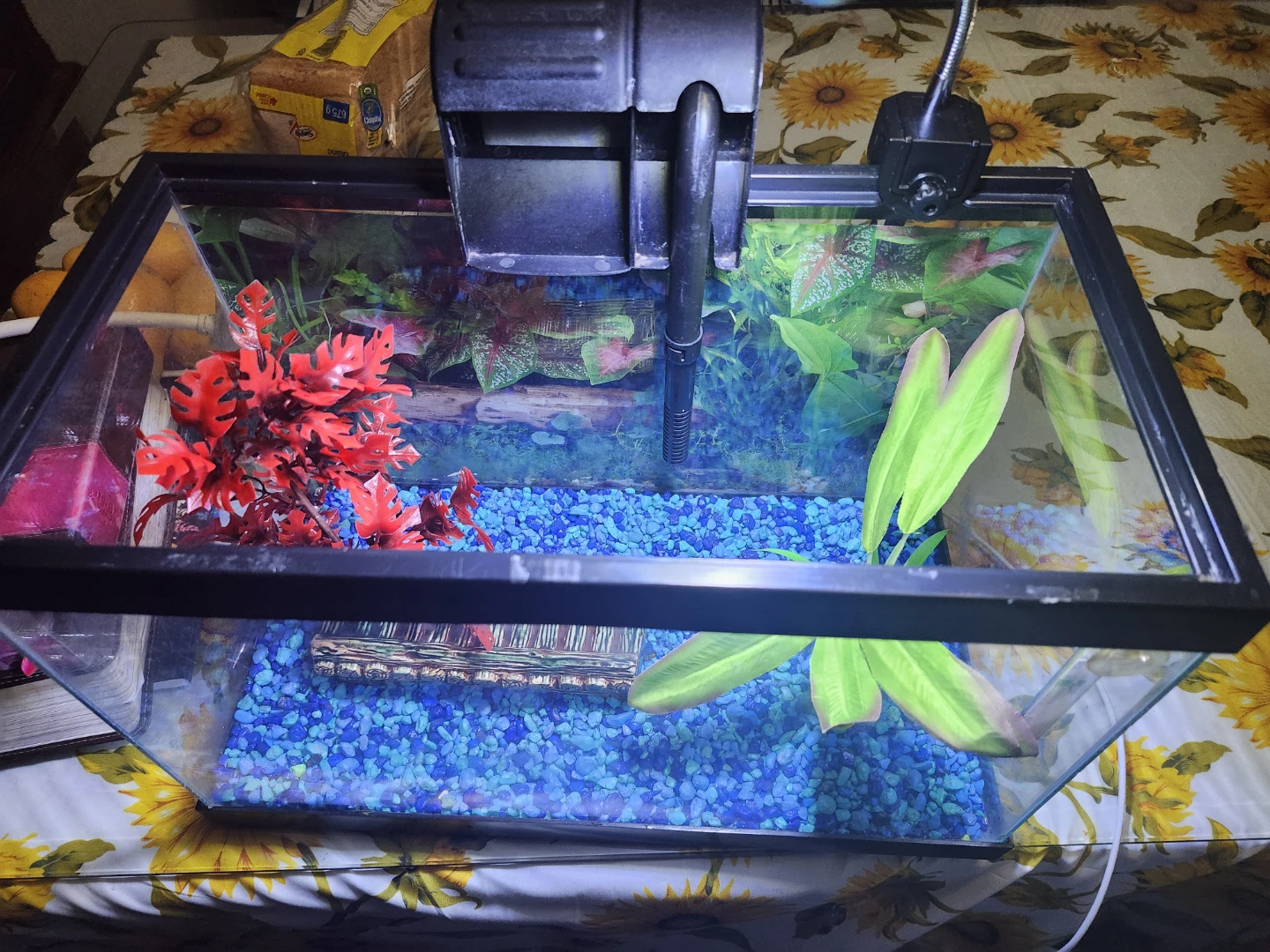 Full Set Up 5 gal Aquarium with 5 Guppies (light, filter, etc)