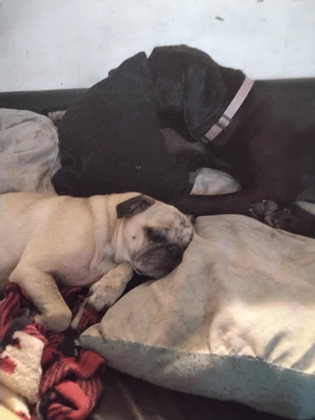 Bilingual Dog Walker/Jogging/Boarding Duo- MIDTOWN - photo 2