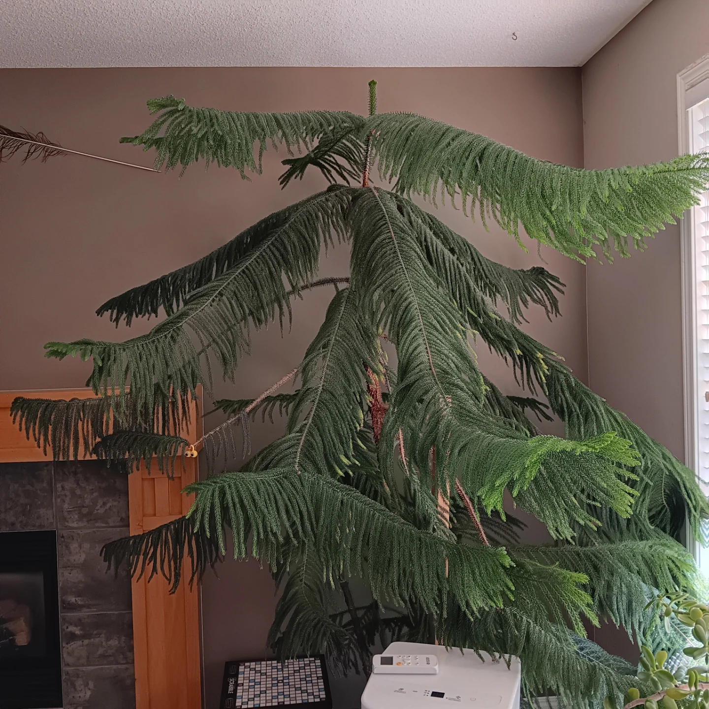 MOVING SALE! 8 foot tall Norfolk pine tree