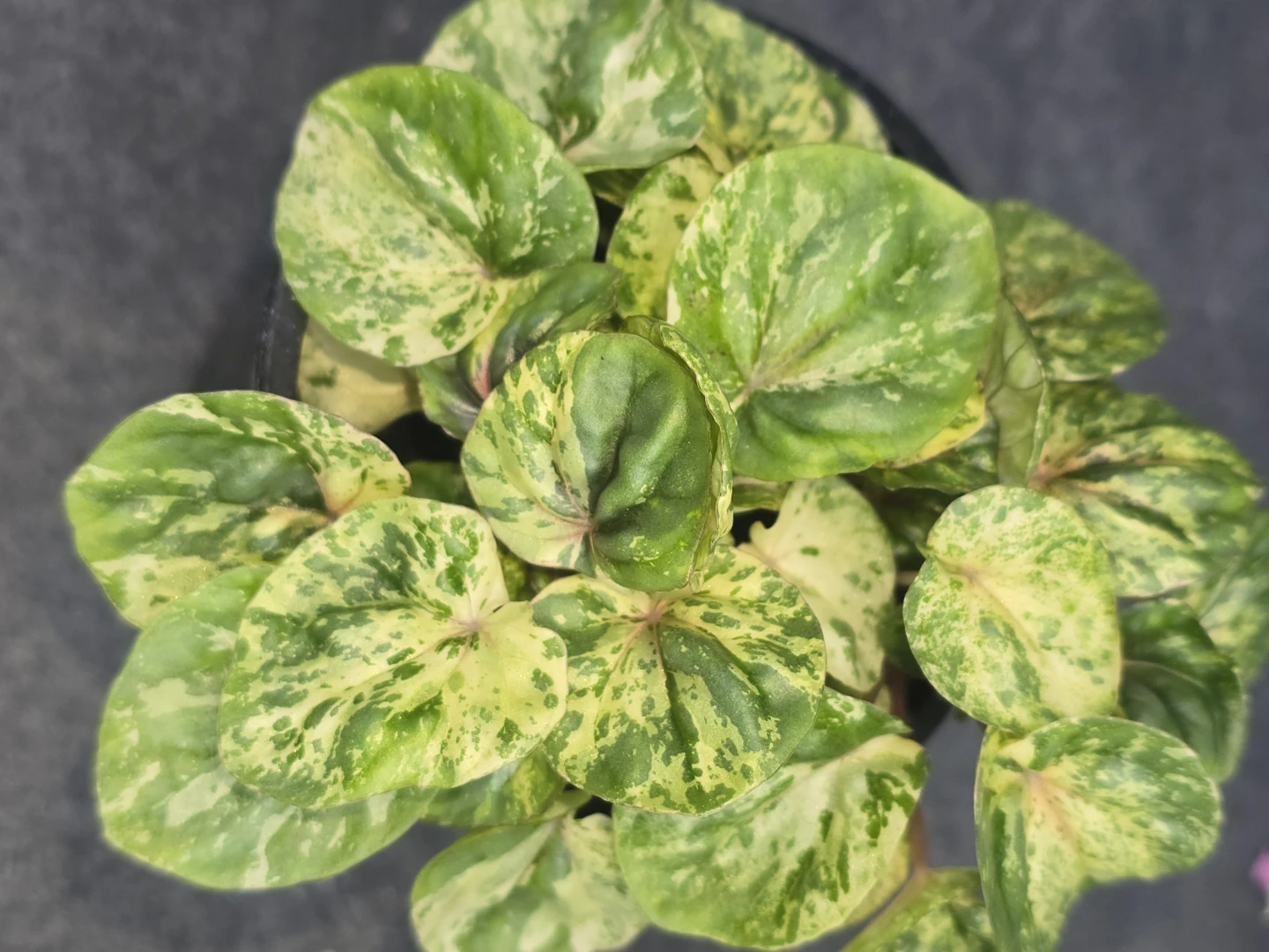 Peperomia Obtusifolia Variegated Plant - photo 2