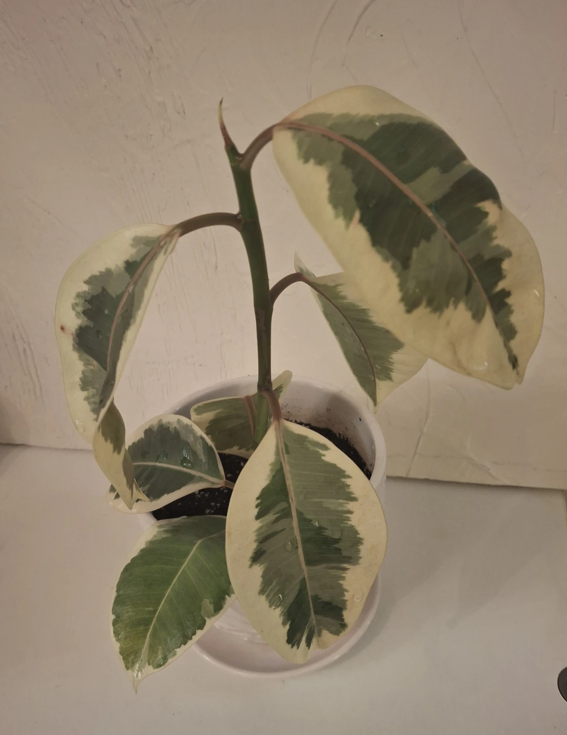 Ficus Teneke Plant - photo 2