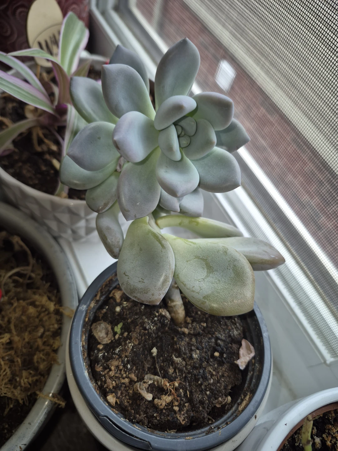 Echeveria Succulent in Decorative Pot