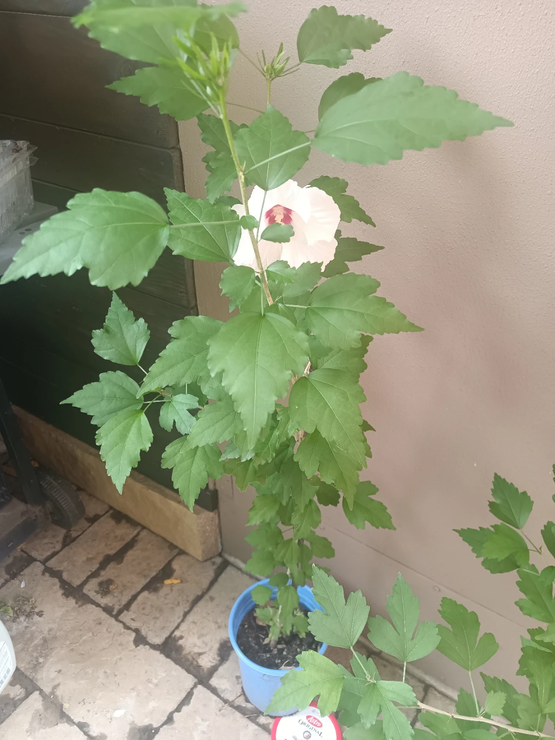 White Hibiscus Plant