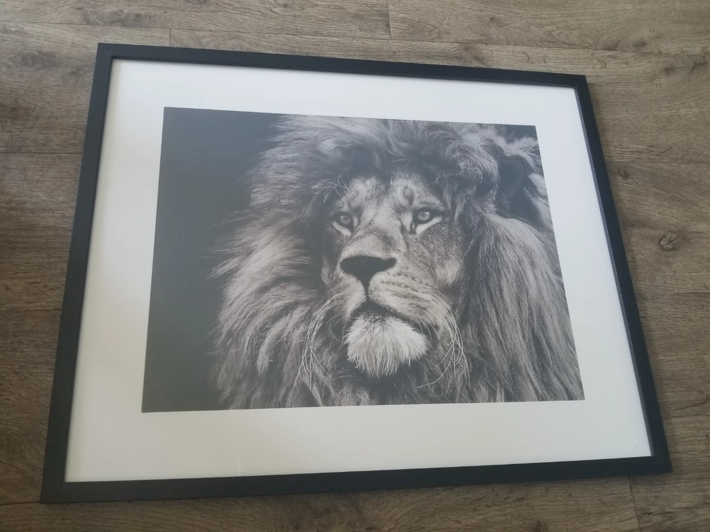 Framed Lion Wall Art Print Brand New