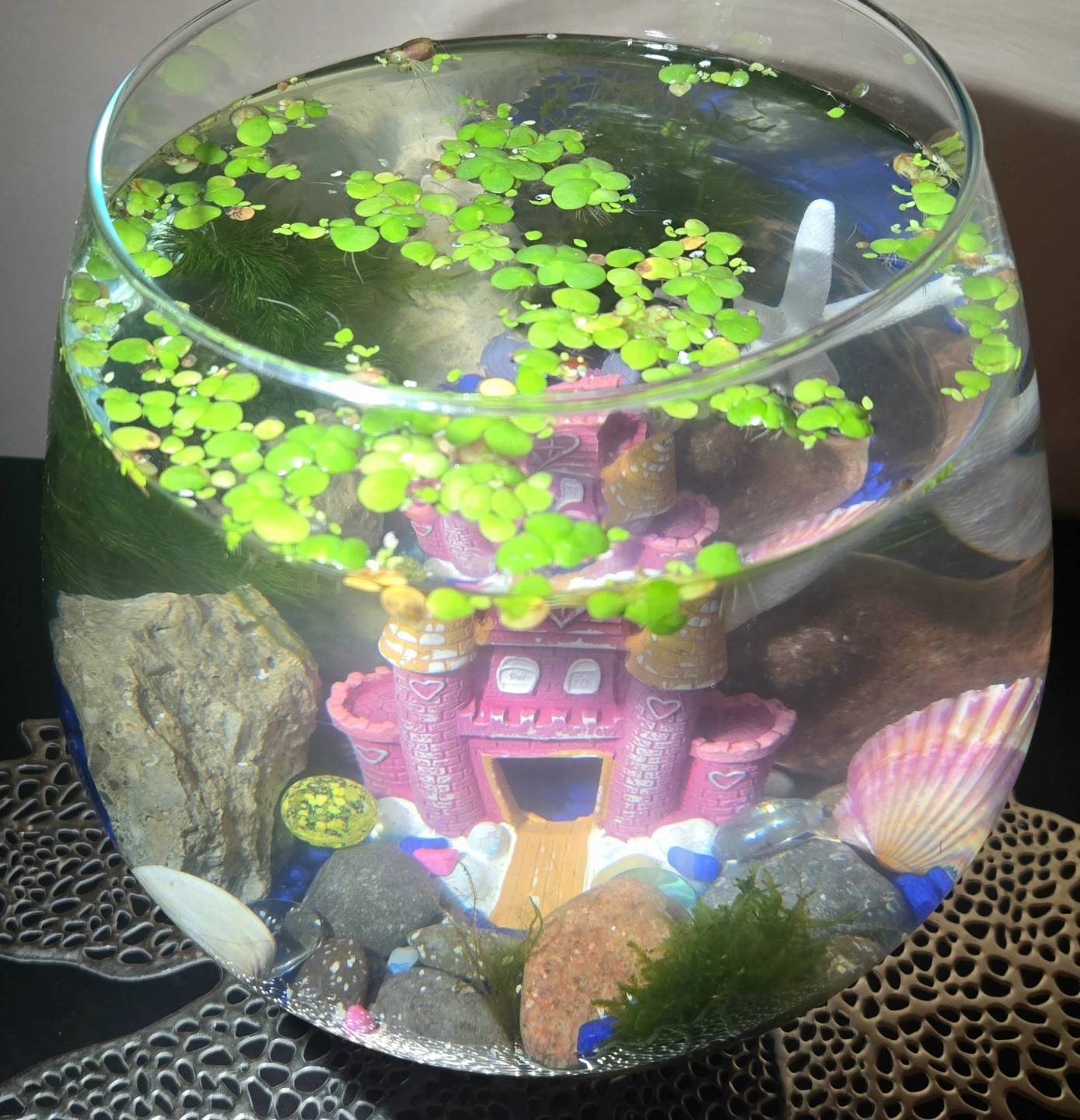 Brand New Aquarium Complete Setup - photo 5
