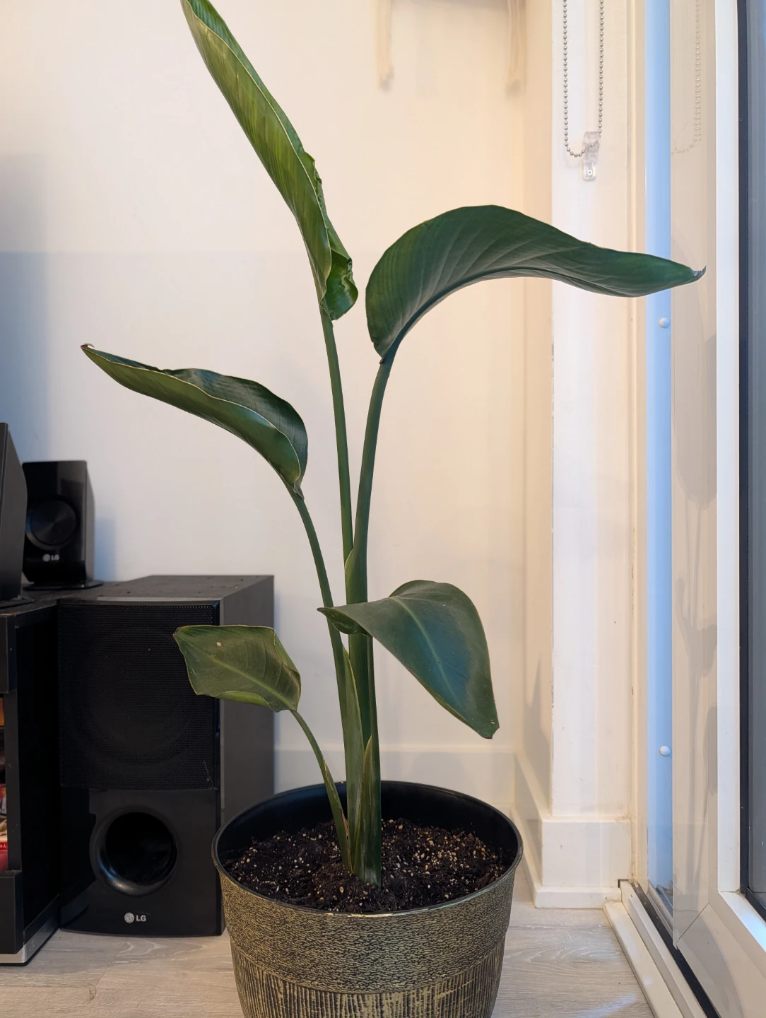 Bird of Paradise plant in decorative pot