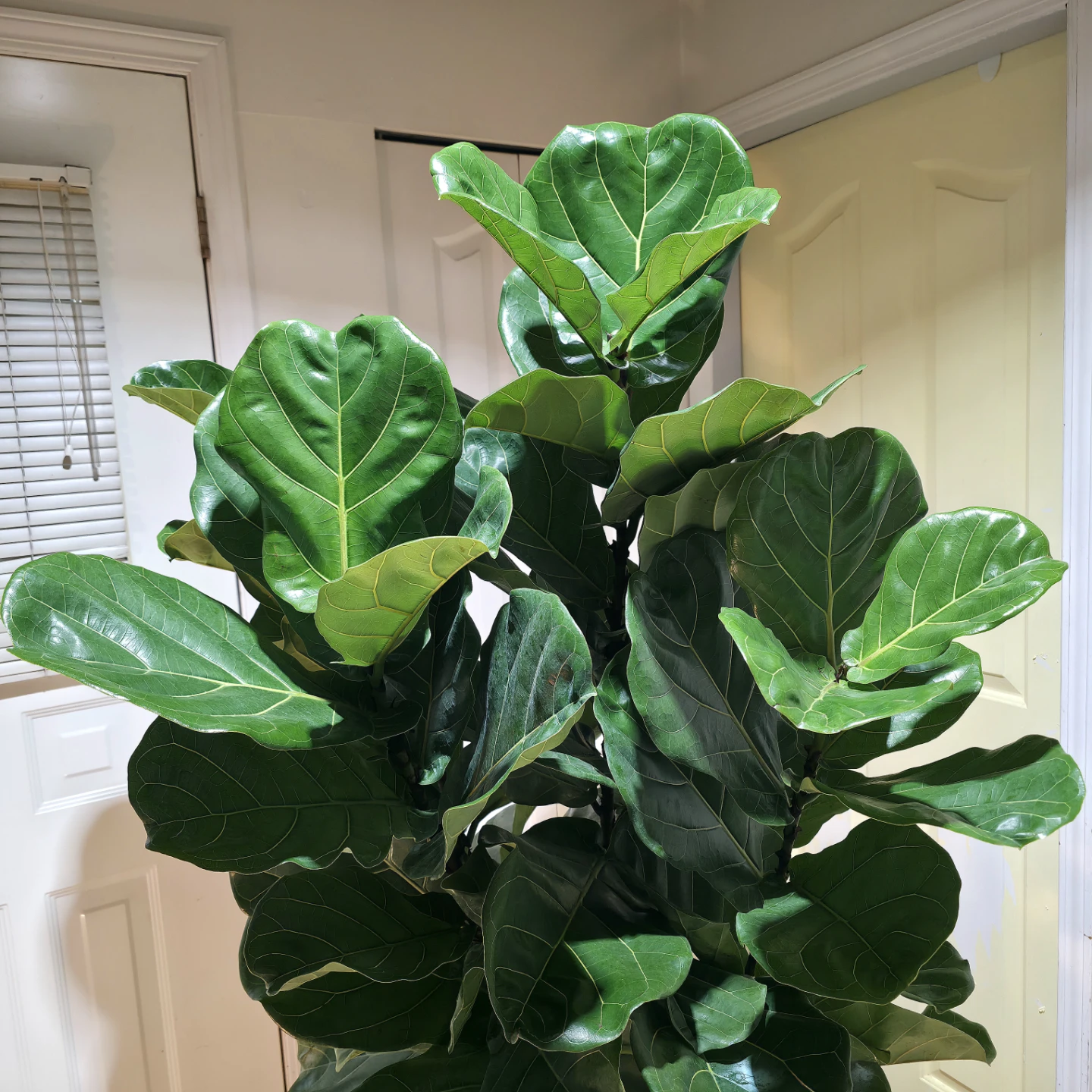 5ft Fiddle Leaf Fig Tree with Planter | ✅️ Local Delivery - photo 3