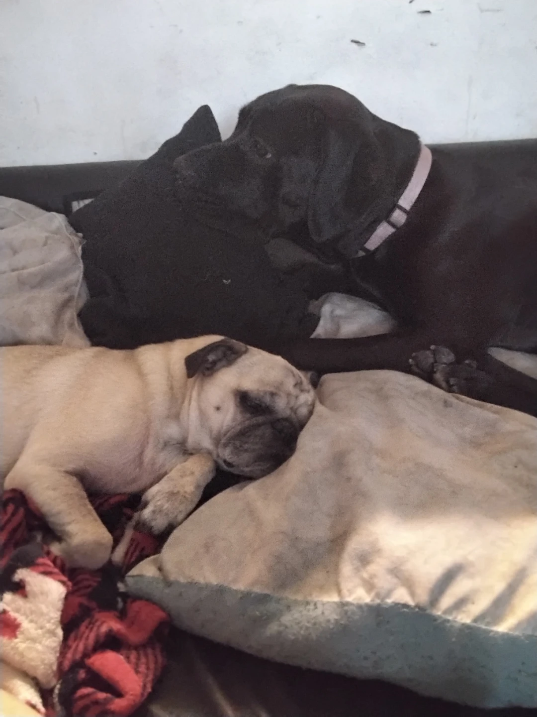 Bilingual Dog Walker/Jogging/Boarding Duo- MIDTOWN