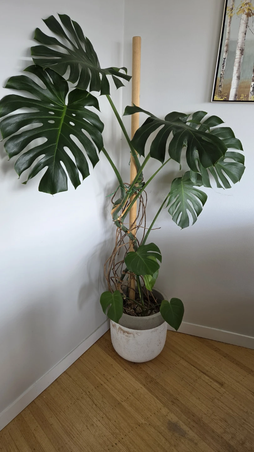 6 ft+ Mature Monstera Deliciosa with Pot