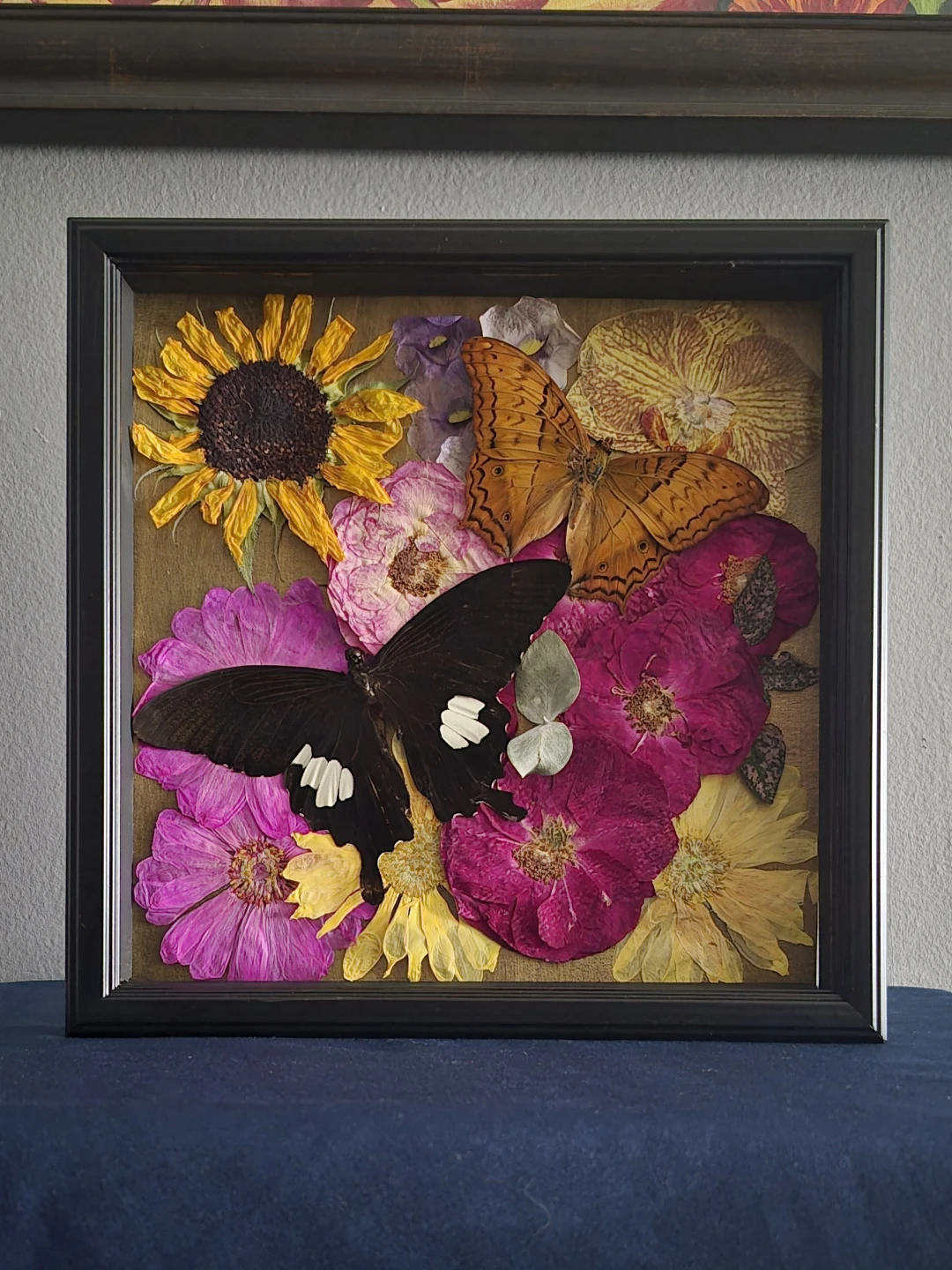 White and black Helen and Common Cruiser shadow box