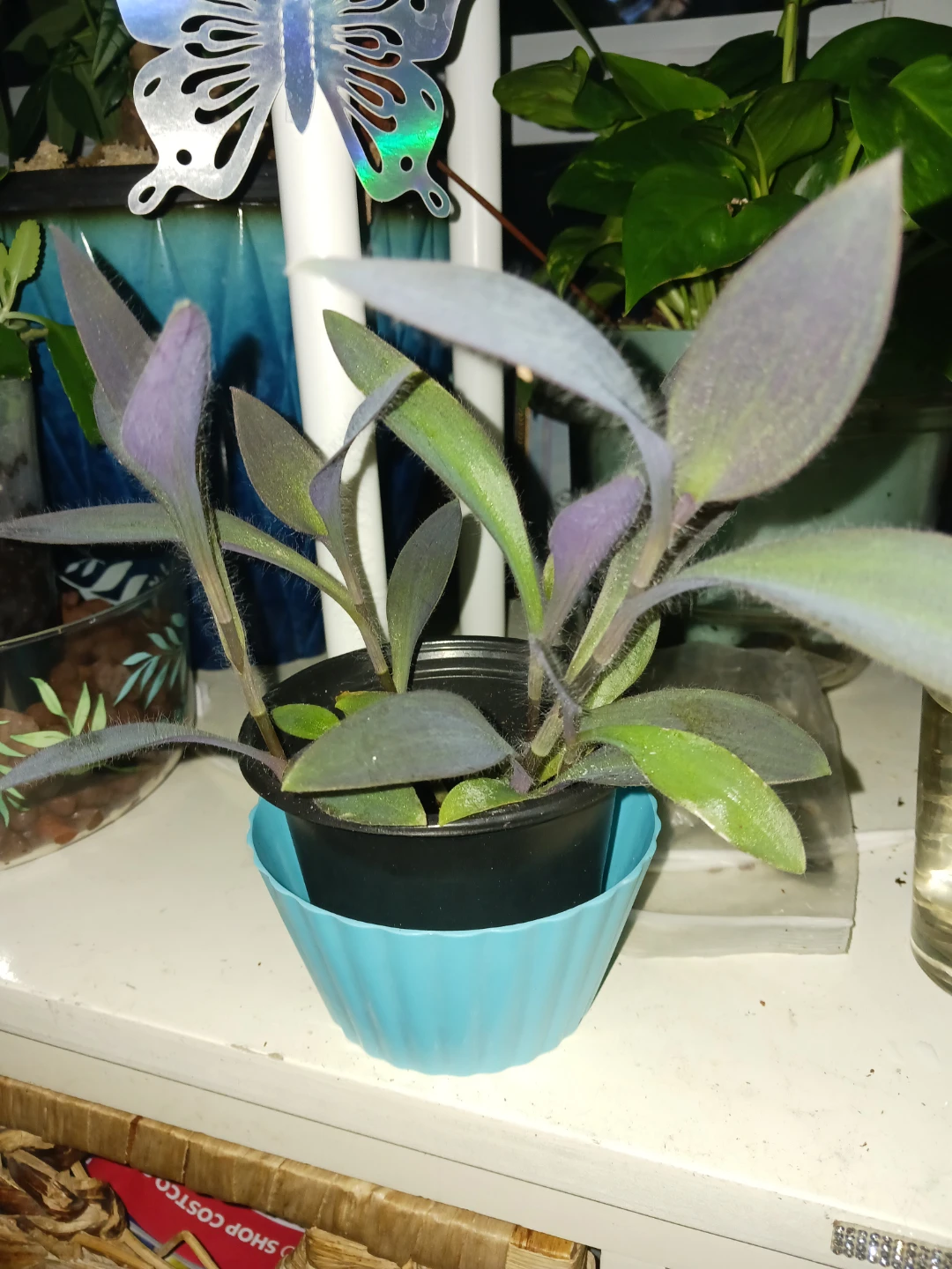 Baby purple Heart Plant in Pot
