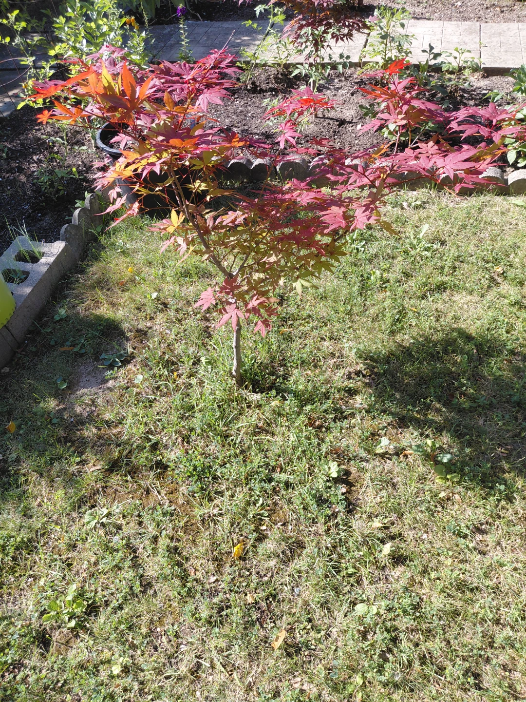 Maple Tree - photo 2