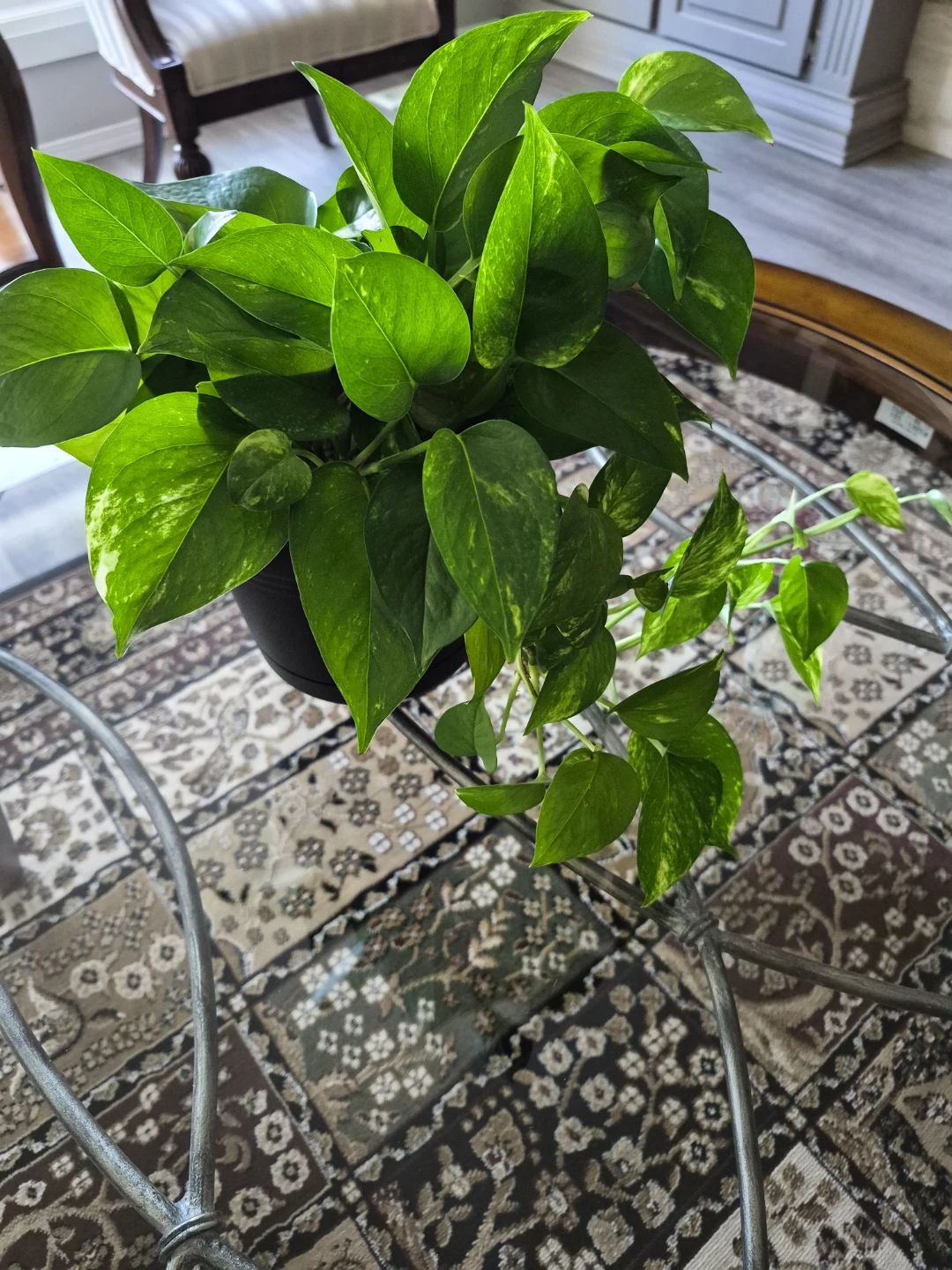 Real pothos plants - Various sizes