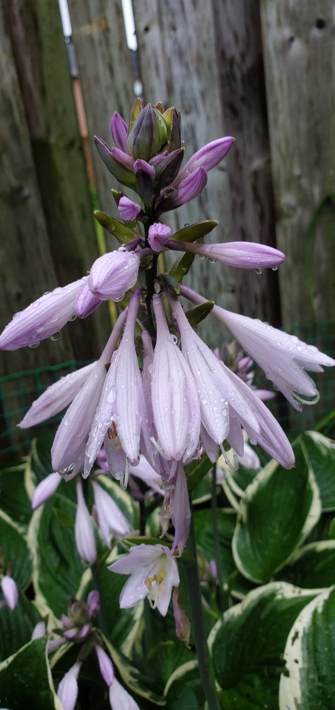Hosta - photo 5