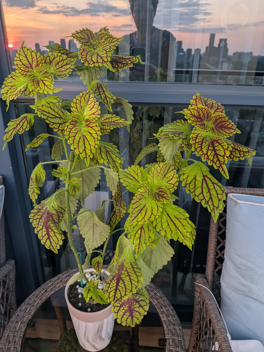Potted Coleus Plant 28 inches - photo 4