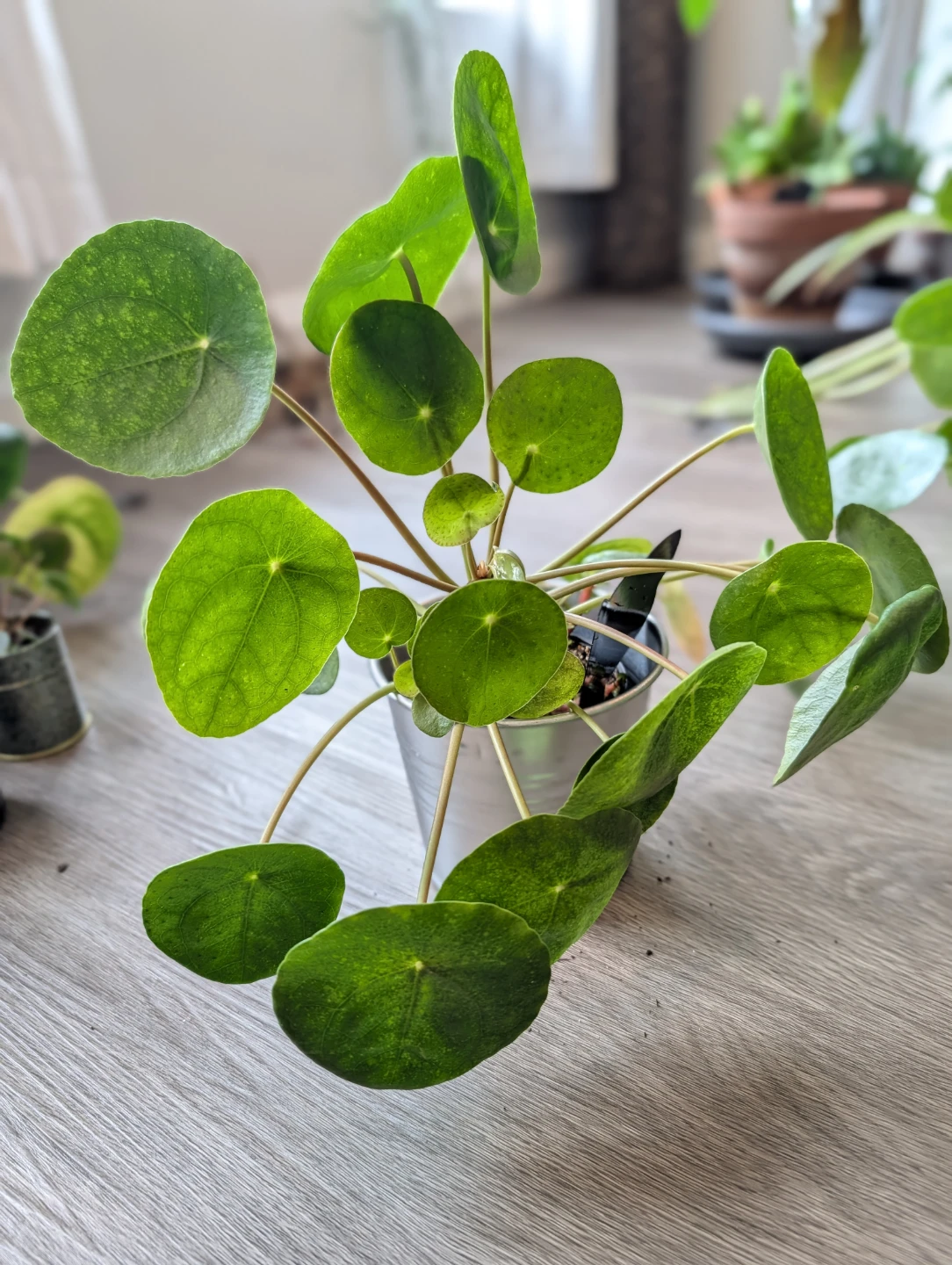 Plenty Pilea - photo 5