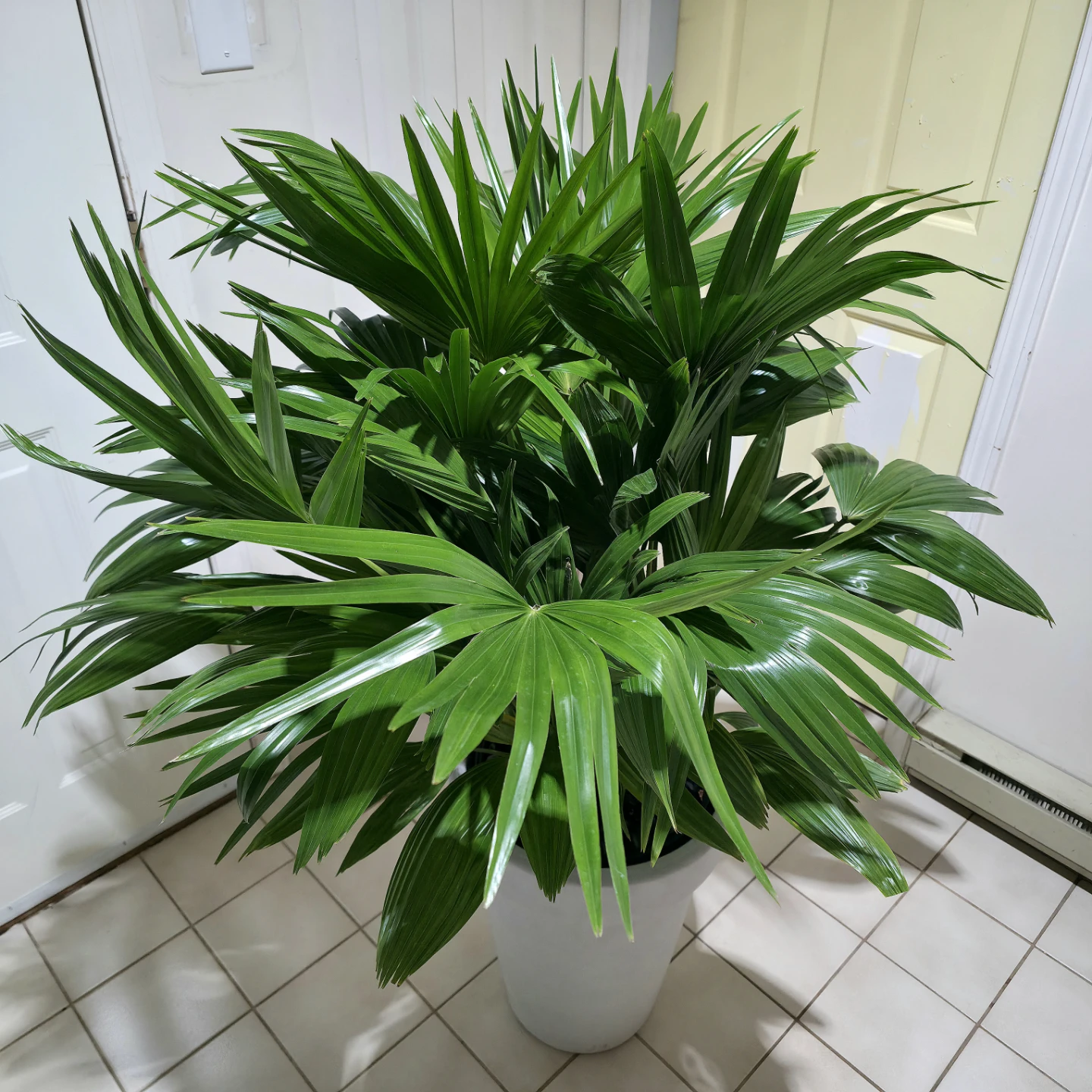 4.5ft Chinese Palm Plant in White Pot | ✅️ Delivery Available - photo 3