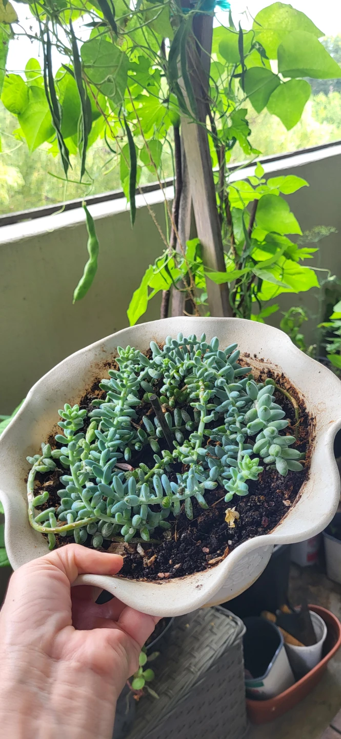 Burro's Tails succulent - photo 5