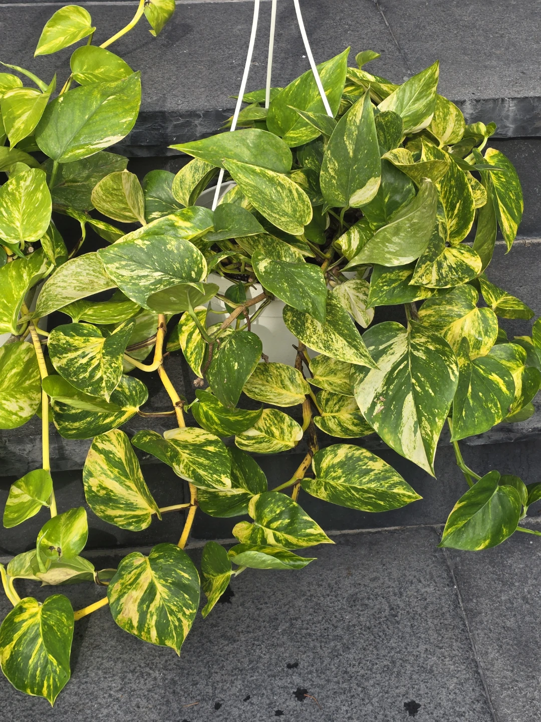 Golden Pothos Hanging Plant - photo 4
