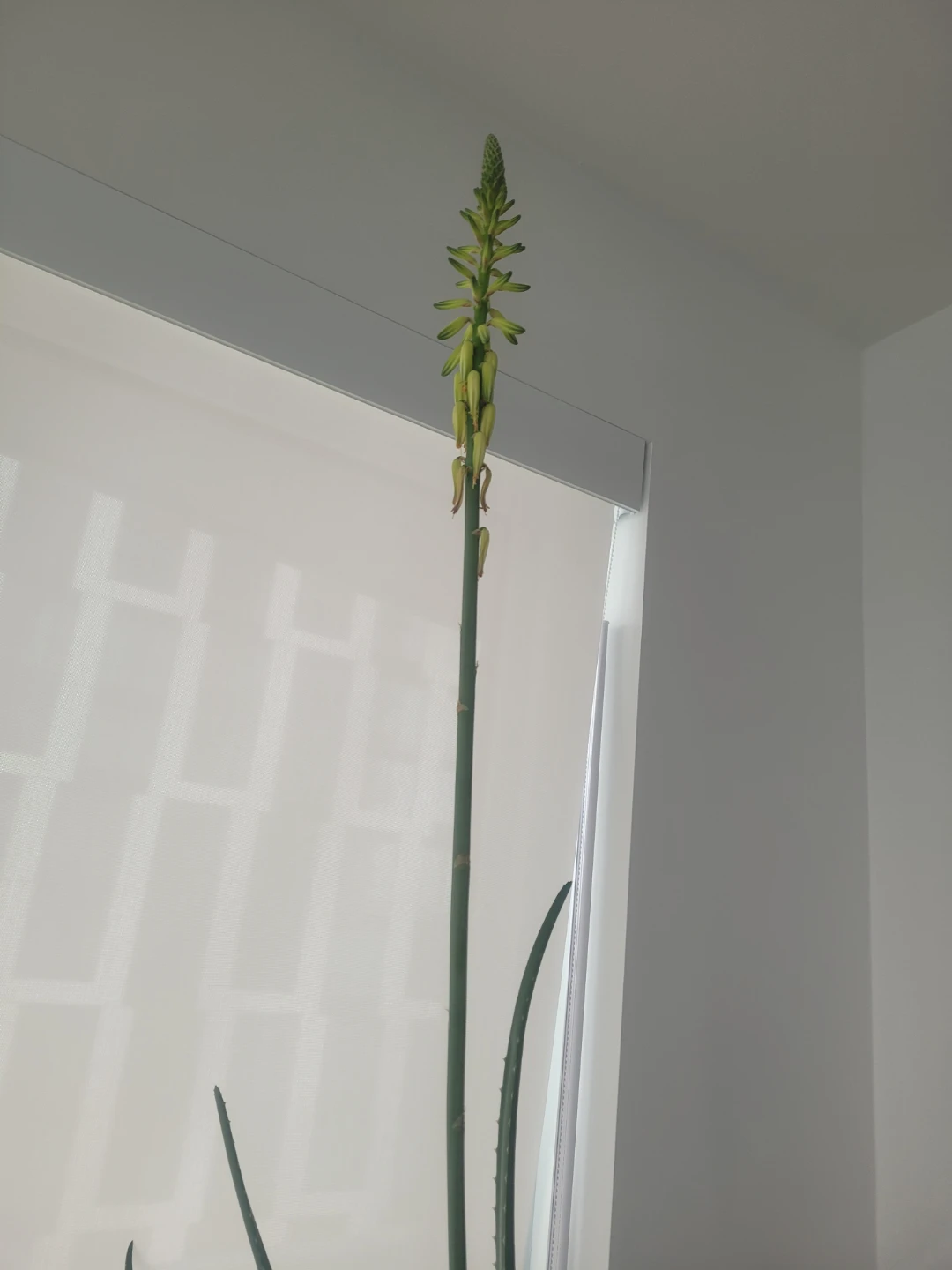 Large Aloe Vera Plant - photo 2